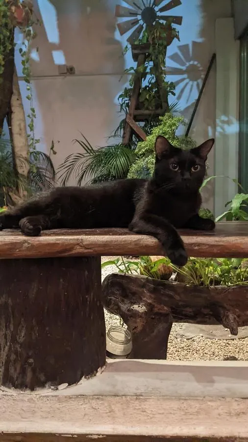 The Green Village Boutique Hotel Playa del Carmen